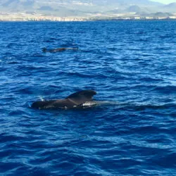 Wind Expedition pilot whales in Mediterranean Sea 1