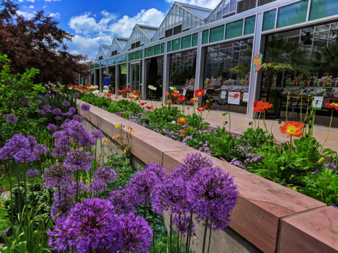 Alliums In Bloom At Denver Botanic Gardens Denver Colorado 1 2