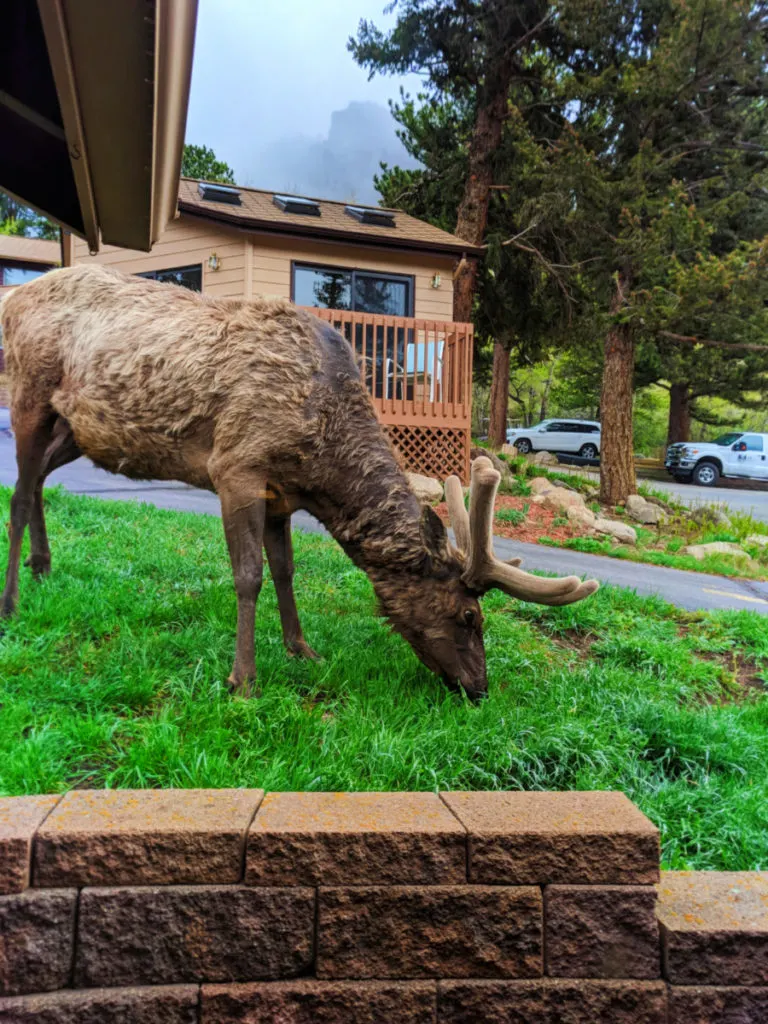 Bull Elk at McGregor Mountain Lodge Estes Park Colorado 1