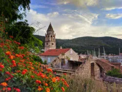 Butterfly bush with Belltower in Vis Croatia 1