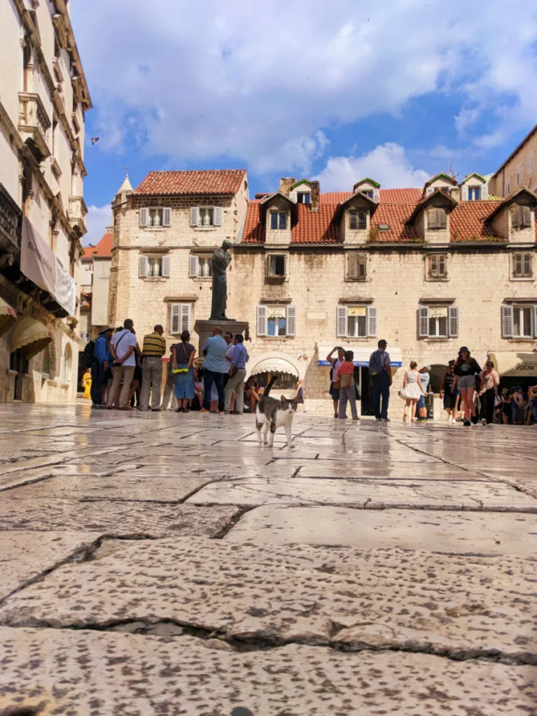 Cat in town square in Old Town Split Croatia 1