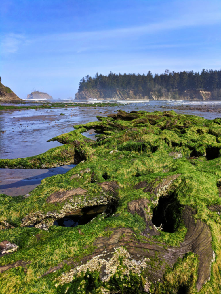 Driftwood at Tide Pools at Sunset Bay State Park Coos Bay Oregon Coast 2