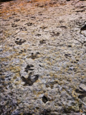 Fossilized-dinosaur-tracks-at-Dinosaur-Ridge-Morrison-Denver-Colorado-1-169x225.jpg