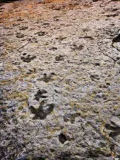 Fossilized dinosaur tracks at Dinosaur Ridge Morrison Denver Colorado 1