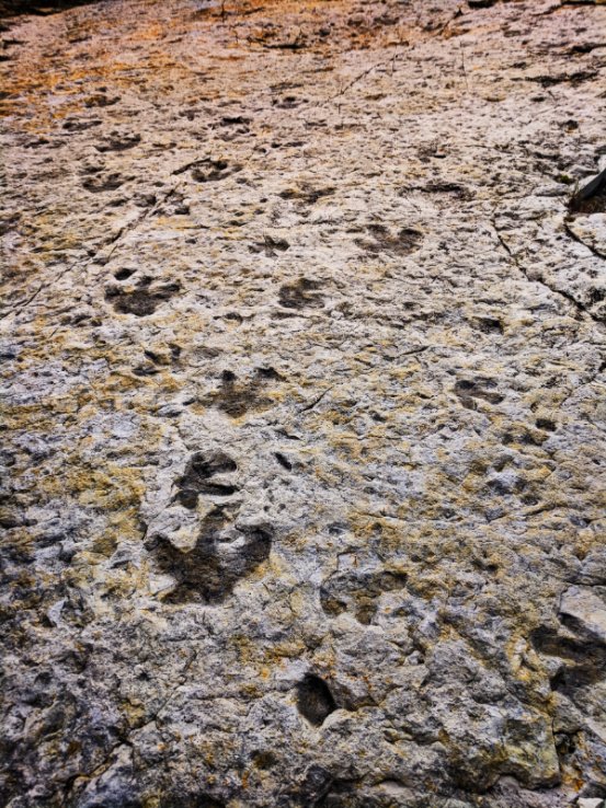 Fossilized dinosaur tracks at Dinosaur Ridge Morrison Denver Colorado 1