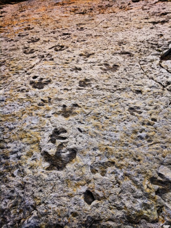 tracks fossils