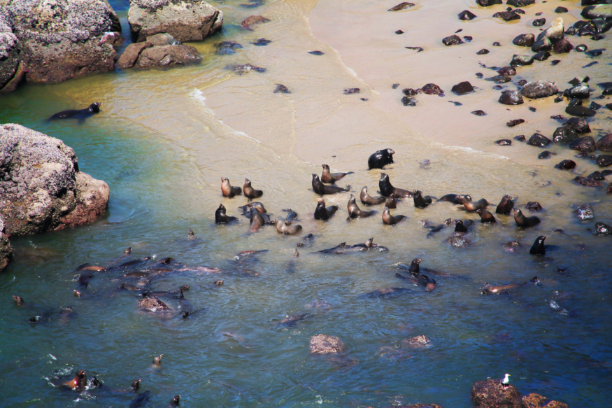 Sea Lions from Highway 101 Winding Road Florence Oregon Coast 6