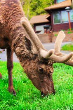 Bull Elk at McGregor Mountain Lodge Estes Park Colorado 6