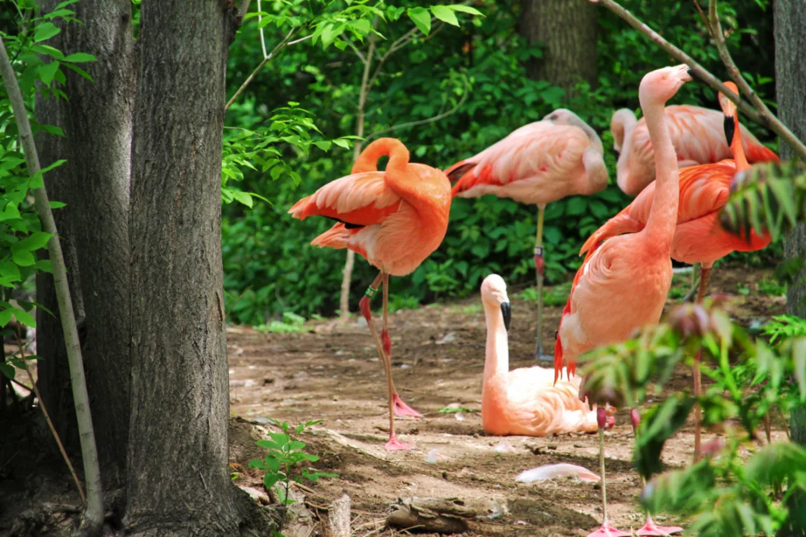 Flamingos at Denver Zoo Colorado 1