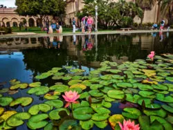 Taylor Family at Lily Pond Balboa Park San Diego California 2