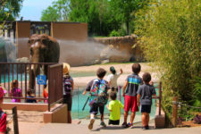Taylor-Family-with-Elephants-at-Denver-Zoo-Colorado-5-225x150.jpg
