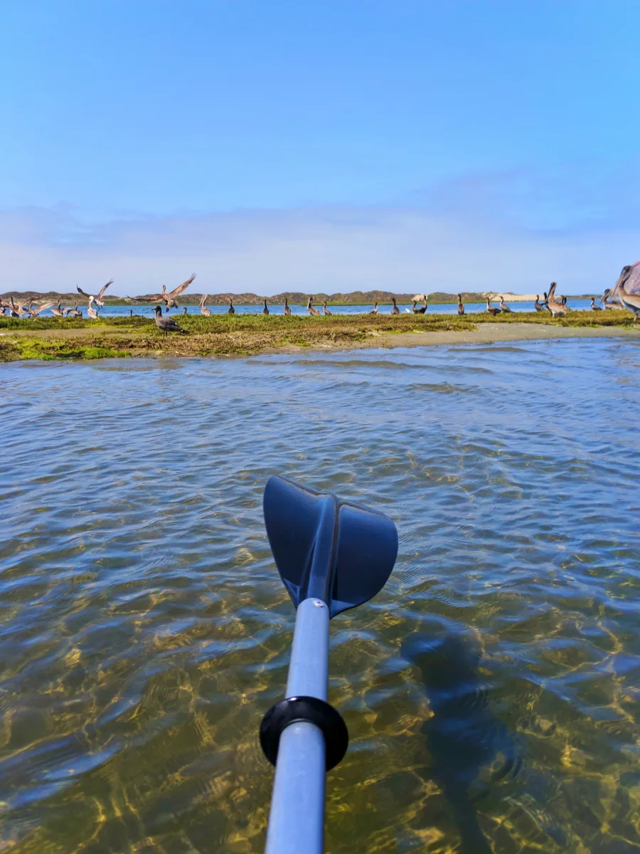 Pelicans while Kayaking in Morro Bay San Luis Obispo 1