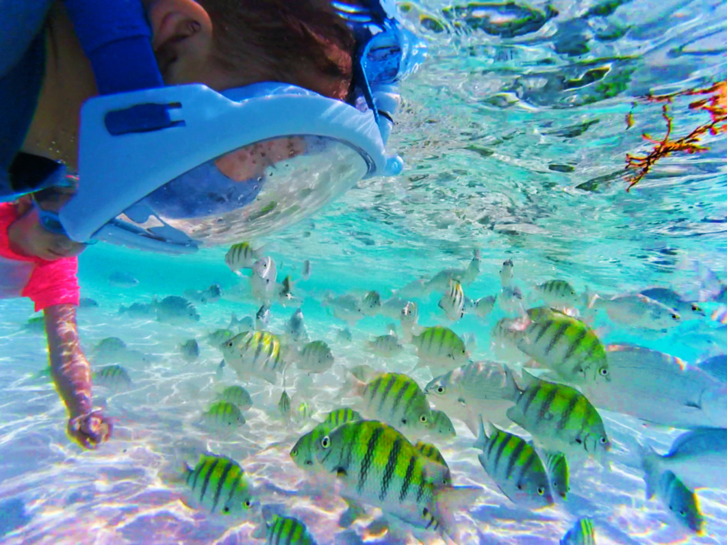 Snorkeling with colorful fish Isla Mujeres Quintana Roo Mexico from FIAB 1
