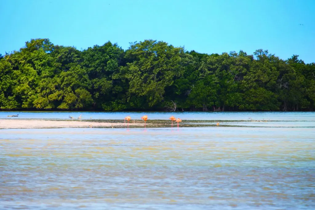 Flamingos at Yum Balam Preserve Isla Holbox Yucatan 3