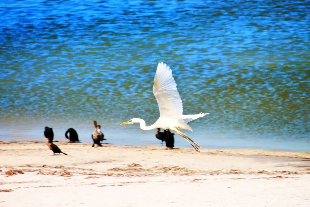 Great Egret at Yum Balam Preserve Isla Holbox Yucatan 7