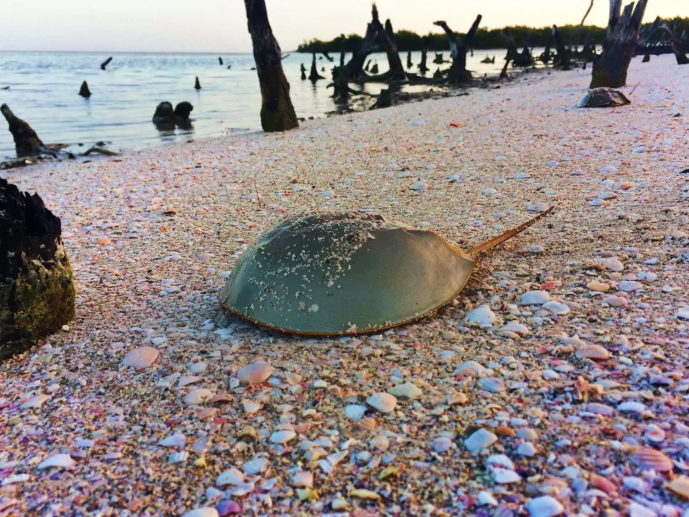 Horseshoe crab on beach on Isla Holbox Quintana Roo Mexico 1