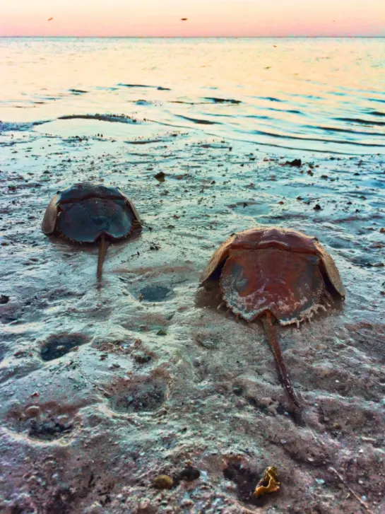Horseshoe crab on beach on Isla Holbox Quintana Roo Mexico 2