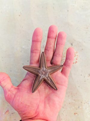 Overturned Sea Star on beach at Isla Holbox Quintana Roo Mexico 1