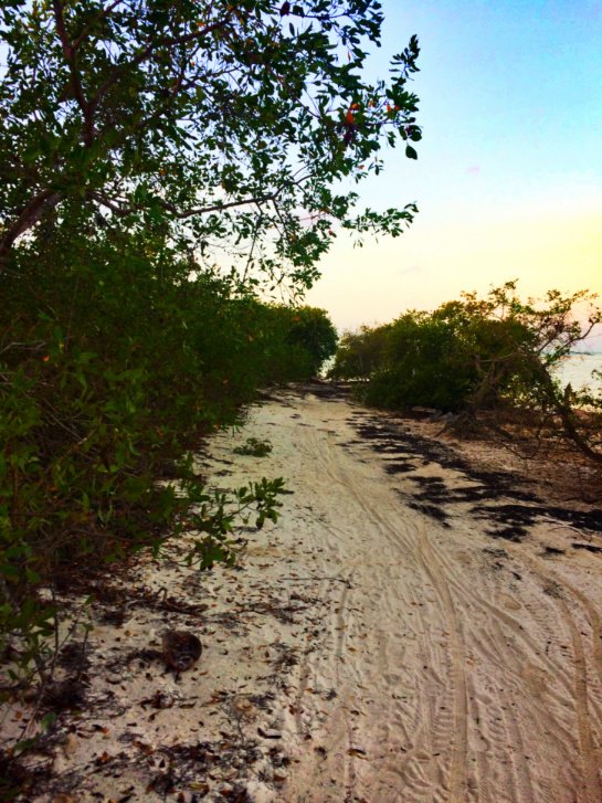Running path on beach on Isla Holbox Quintana Roo Mexico 1