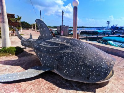 Whale Shark at Isla Holbox Colorful sign Quintana Roo Mexico 1