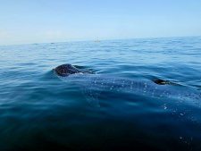 Whale-Shark-surfacing-off-Isla-Holbox-Mexico-from-Coffee-With-a-Slice-of-Life-1-225x169.jpg