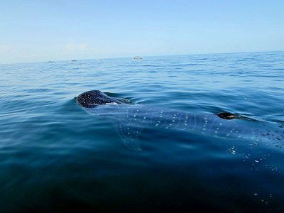 Whale Shark surfacing off Isla Holbox Mexico from Coffee With a Slice of Life 1