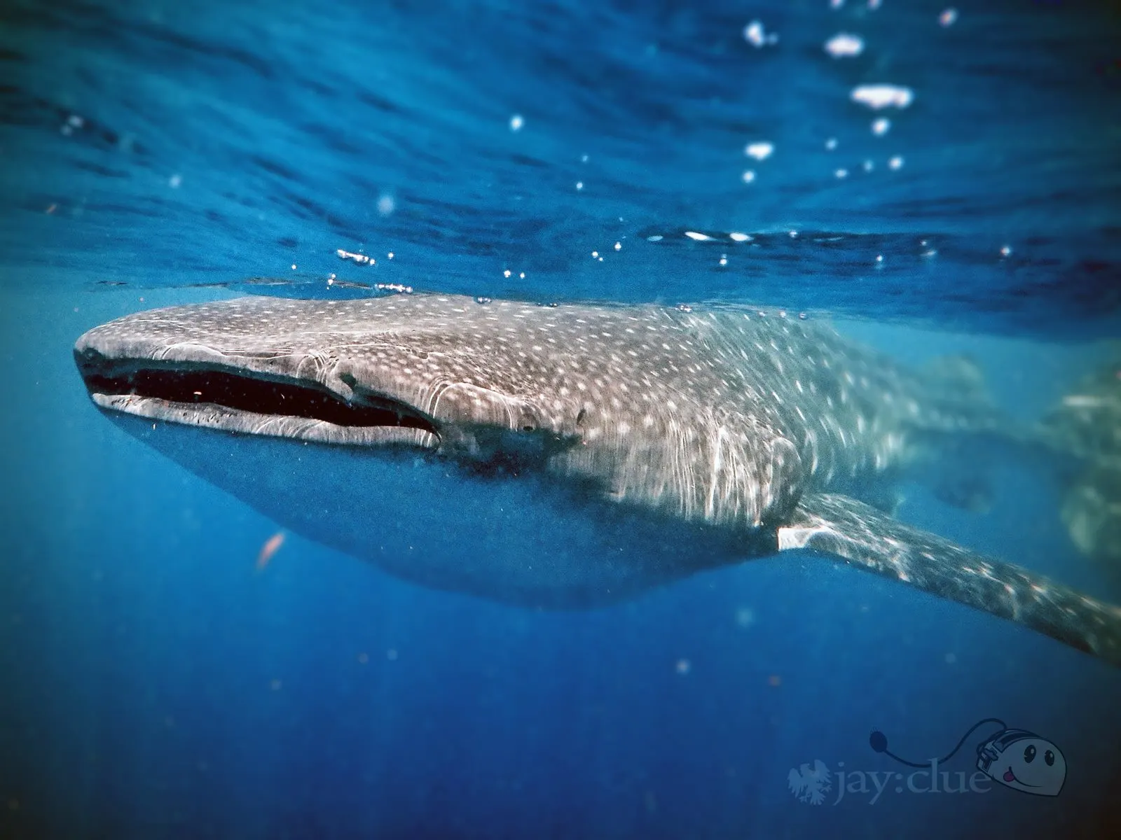 Whale Shark underwater courtesy of Jay Clue Dive Ninjas 1