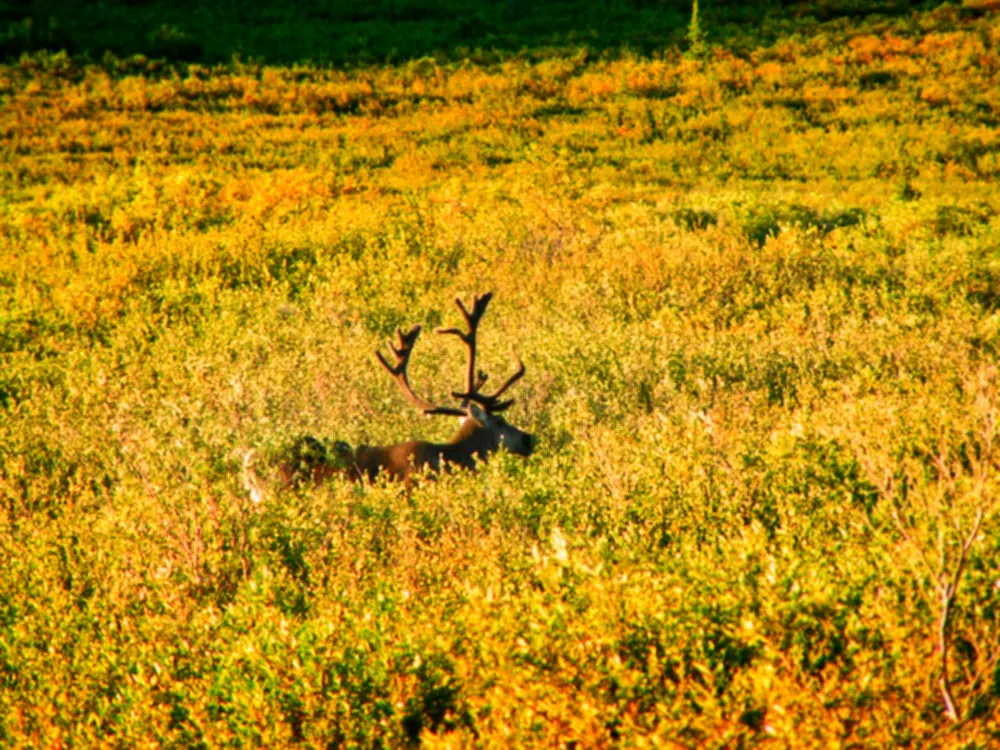 Fall Colors with Caribou in Tundra in Denali National Park Alaska 1