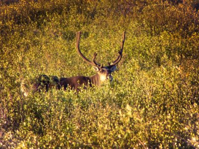 Fall Colors with Caribou in Tundra in Denali National Park Alaska 1
