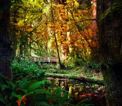 Fall Colors in Hoh Rainforest Olympic National Park 12