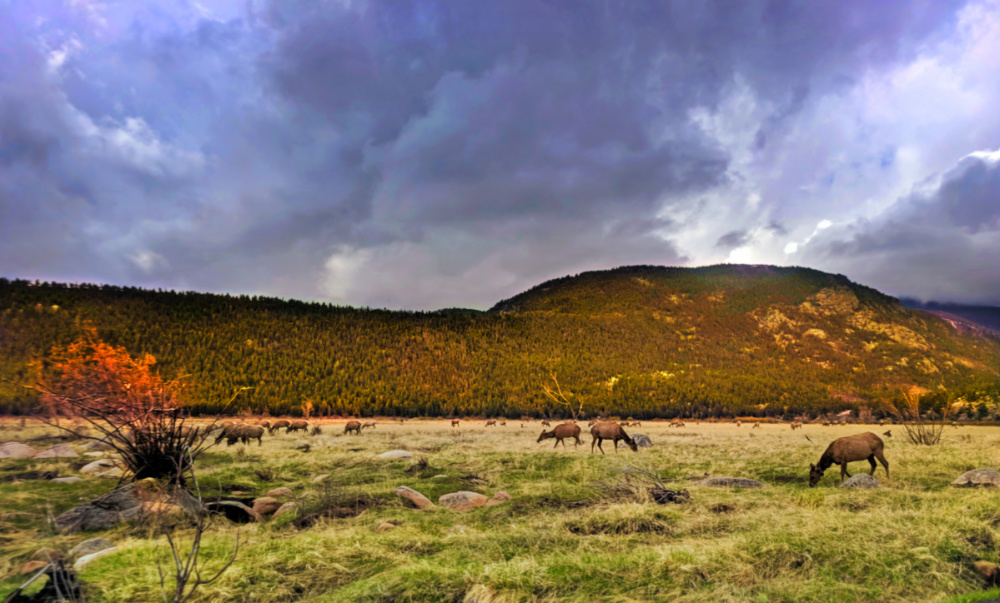 Fall Colors with Herd of Elk in Rocky Mountain National Park Colorado 2
