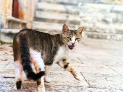 Ferral Cat on cobblestone steps Port of Vis Croatia 1