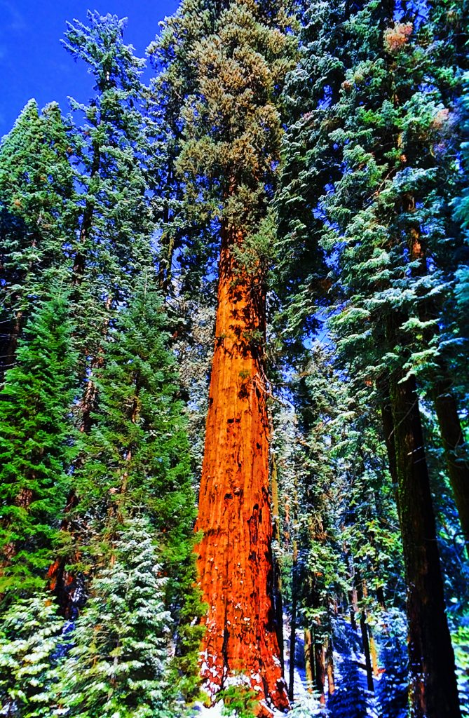 Giant Sequoia Tree in Snow Sequoia National Park 1