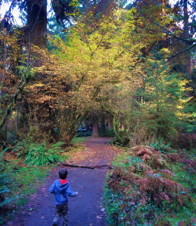 LittleMan and Fall Leaves in Hoh Rainforest Olympic National Park 1b