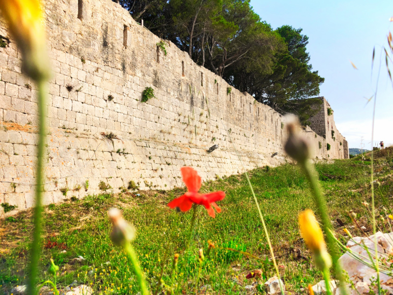 Poppies at Fortress St George Port of Vis Croatia 1