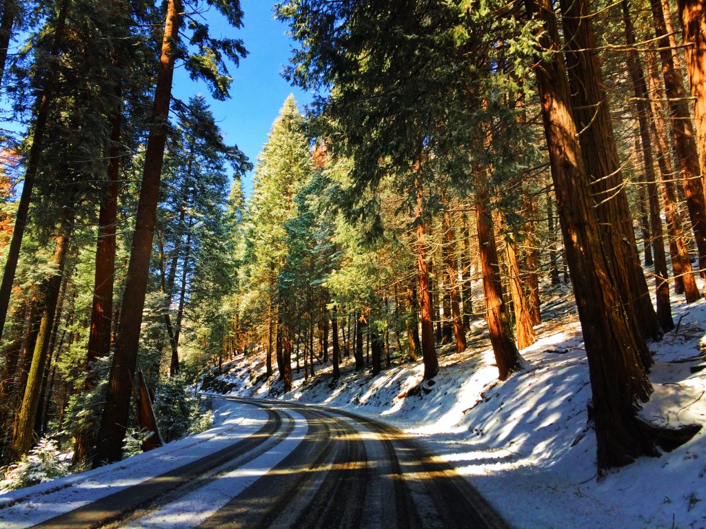 Sequoias in the Snow Sequoia National Park 3