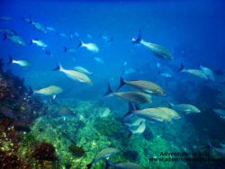 Colorful fish school with Pelagic Safari Cabo San Lucas Adventures in Baja 6