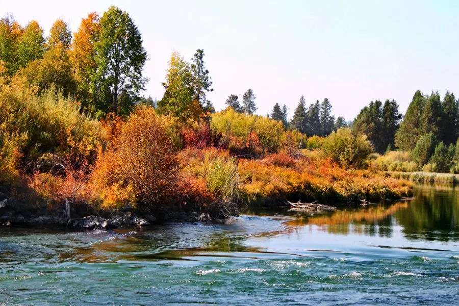 Fall Colors on Deschutes River at Dillon Falls Deschutes National Forest Bend Oregon 8
