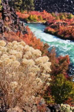 Fall flowers on Deschutes River at Dillon Falls Deschutes National Forest Bend Oregon 12