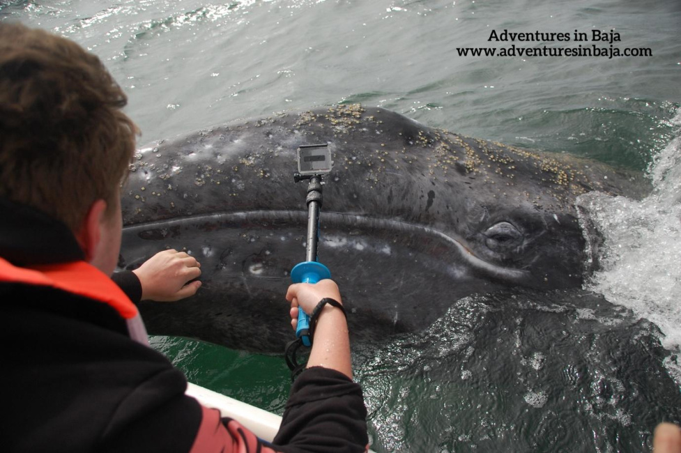 Grey Whale in Magdelena Bay Baja California Sur Mexico Adventures in Baja 1