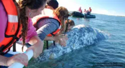 Grey Whale in Magdelena Bay Baja California Sur Mexico Adventures in Baja 2