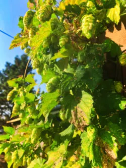 Hops at CHOW breakfast restaurant Bend Oregon 1