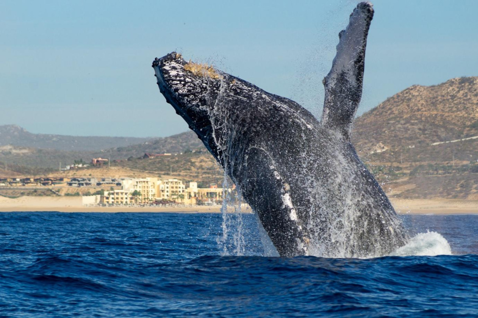 Humpback Whale breaching Baja California Sur Mexico Adventures in Baja 2