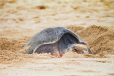 Leatherback Sea Turtle laying eggs on Solmar Beach Cabo San Lucas BCS Mexico 8