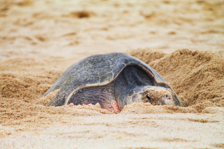 Leatherback Sea Turtle laying eggs on Solmar Beach Cabo San Lucas BCS ...