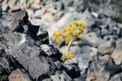 Pine tree growing out of obsidian flow Newberry Caldera Bend Oregon 1