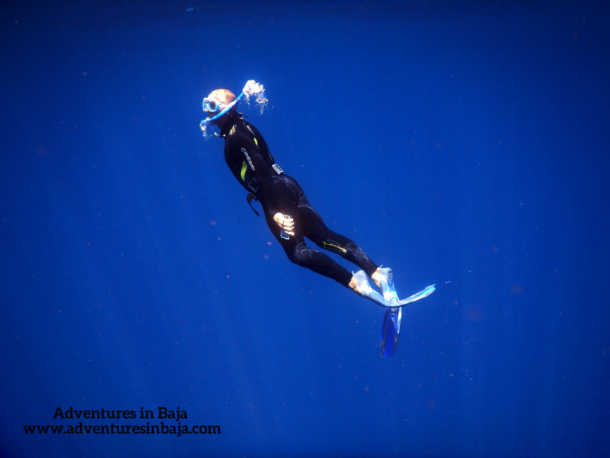 Rob Taylor Free Diving with Pelagic Safari Cabo San Lucas Adventures in Baja 4