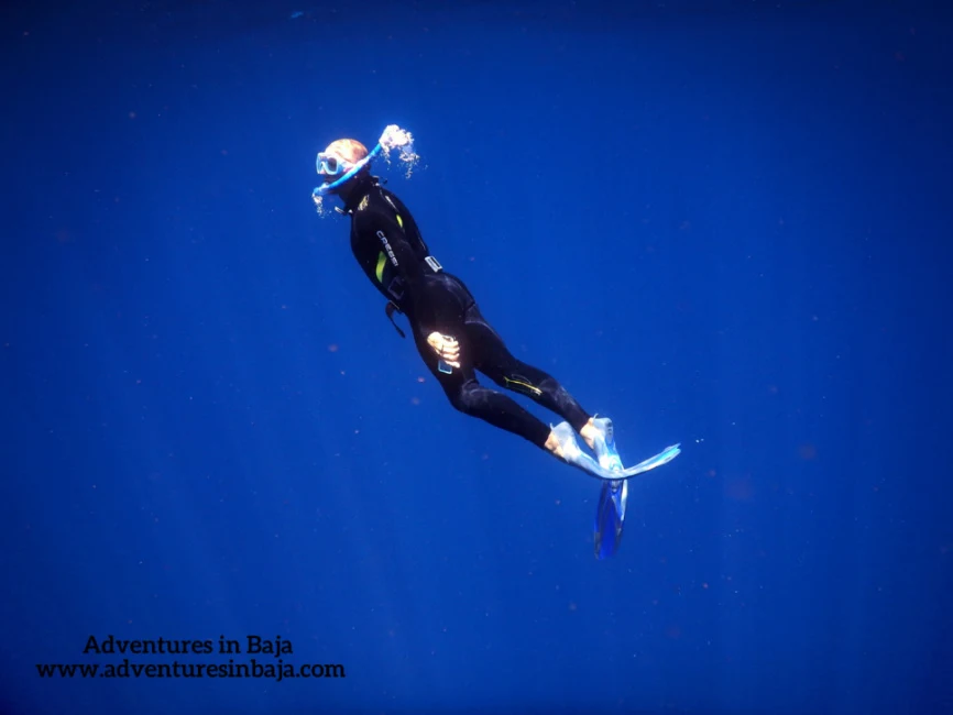 Rob Taylor Free Diving with Pelagic Safari Cabo San Lucas Adventures in Baja 4