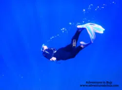 Rob Taylor Free Diving with Pelagic Safari Cabo San Lucas Adventures in Baja 5