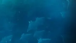 School of mobula rays from above Pelagic Safari Cabo San Lucas Mexico 2